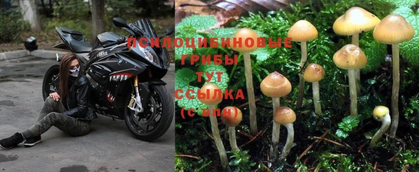 ПСИЛОЦИБИНОВЫЕ ГРИБЫ Богородицк